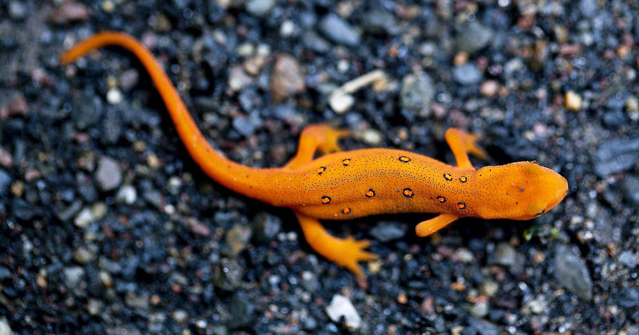 Little red spotted newt
